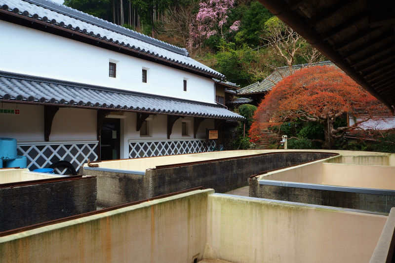 吉野へお花見 森野旧薬園のカタクリと又兵衛桜 4 4 気ままにフォトスケッチ