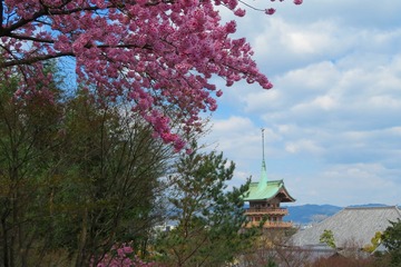 kodaiji20200324-02