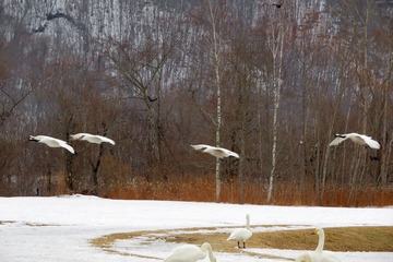 10hokkaido20190309