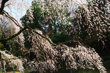 gyoen20180323-02