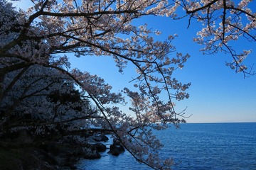 okubiwako20190413-01