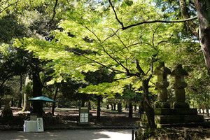 07narapark