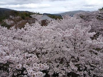 seiryuden20170409-6