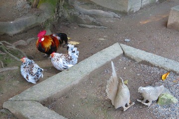 32isonokamijigu20201124
