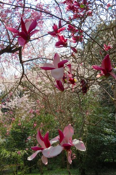 onoji20200404-05
