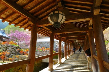 hasedera20190408-02