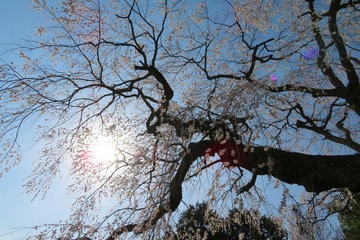 tenyakuji20190407-03