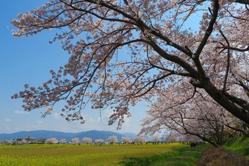 hujiwarakyu20200404-01