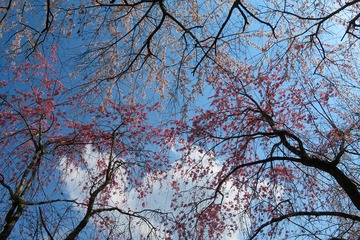 onoji20200404-06