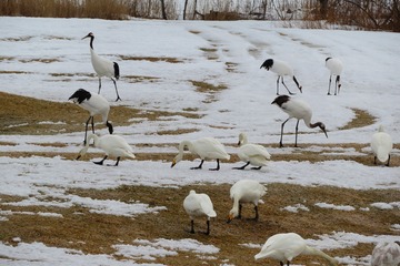 15hokkaido20190309
