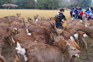 shikayose20190220-04
