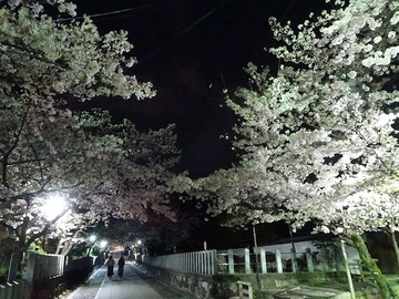 mukojinja20170409-2