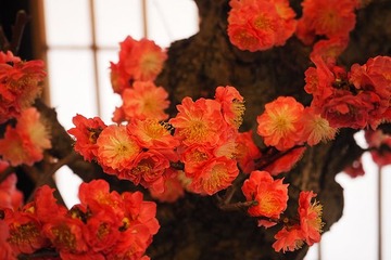 osakatenmangu20170308-6