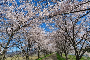 takatokigawa20190413-02