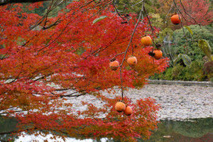 Ryoanji06