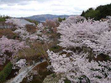 seiryuden20170409-7