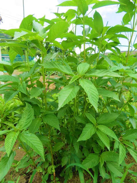 家庭菜園特集 その1226 モロヘイヤ Kazuchan0816ブログ