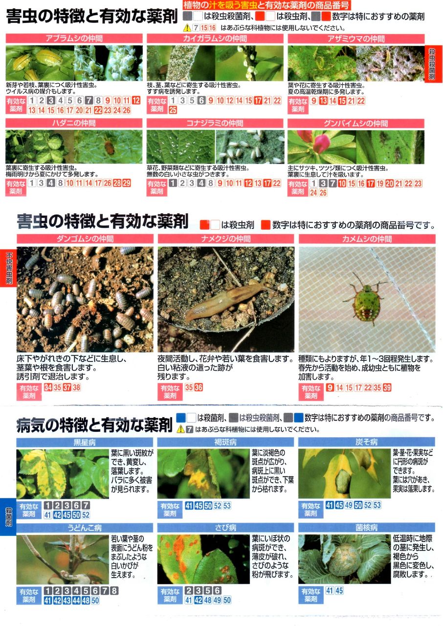 訂 家庭菜園特集 その45 害虫 との闘い Kazuchan0816ブログ 訂 家庭菜園特集 その45 害虫 との闘い Kazuchan0816ブログ
