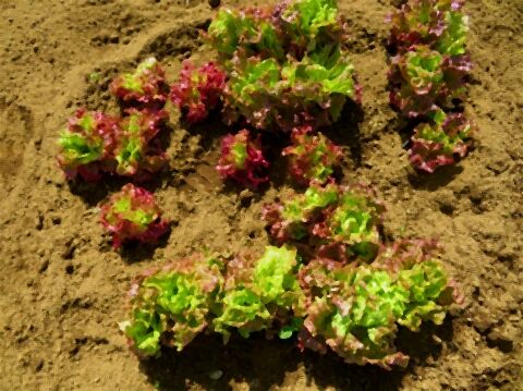 家庭菜園特集 その1103 サニーレタス Kazuchan0816ブログ