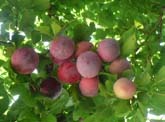 fig01