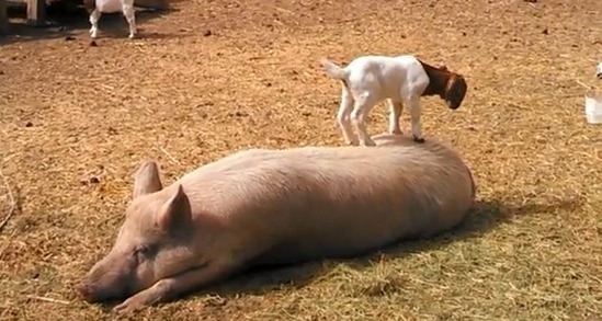 Goat-plays-on-pig-video