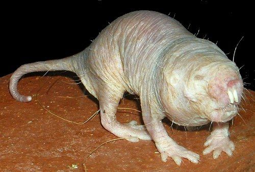 醜い動物も愛が必要です 世界寄稿 醜い動物も愛が必要です 世界寄稿