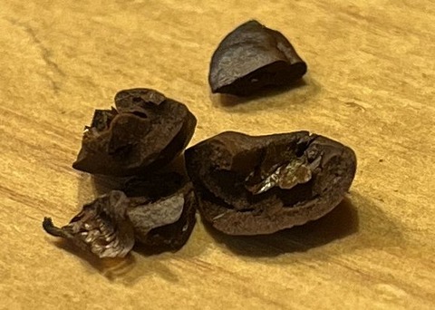 SQ_French_焙煎豆断面