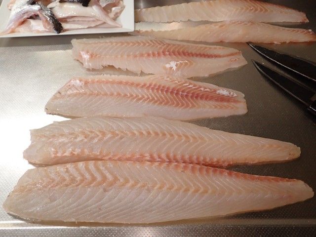 先日のヒラスズキは 鮎 渓流いろいろ釣行記