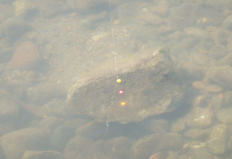 子供とテナガエビ釣行 5 In 相模川 鮎 渓流いろいろ釣行記 子供とテナガエビ釣行 5 In 相模川 鮎 渓流いろいろ釣行記