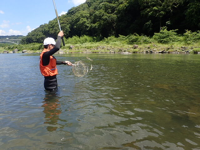 22あゆシーズンの終了 鮎 渓流いろいろ釣行記