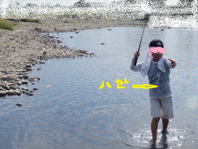 子供とテナガエビ釣行 5 In 相模川 鮎 渓流いろいろ釣行記