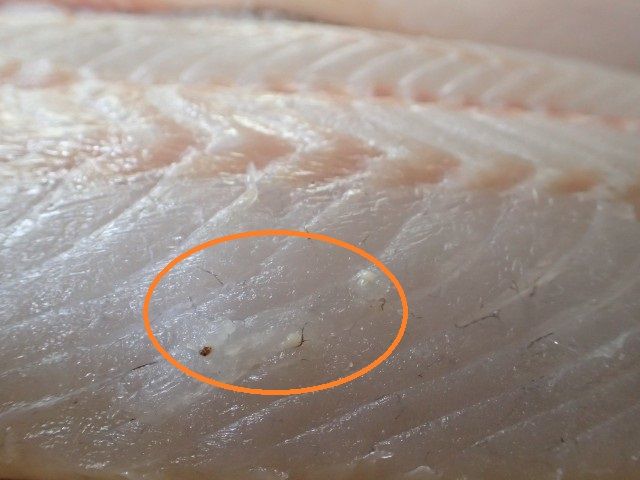 先日のヒラスズキは 鮎 渓流いろいろ釣行記