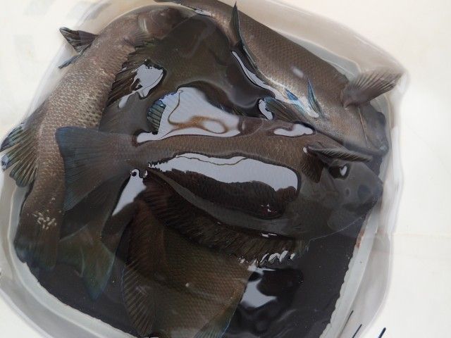 イメージ 5
