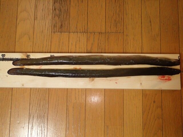 土用丑の日なので ウナギの食編 鮎 渓流いろいろ釣行記 土用丑の日なので ウナギの食編 鮎 渓流いろいろ釣行記