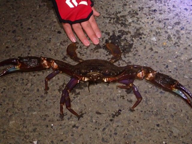 イメージ 7