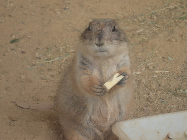 池田動物園 (15)