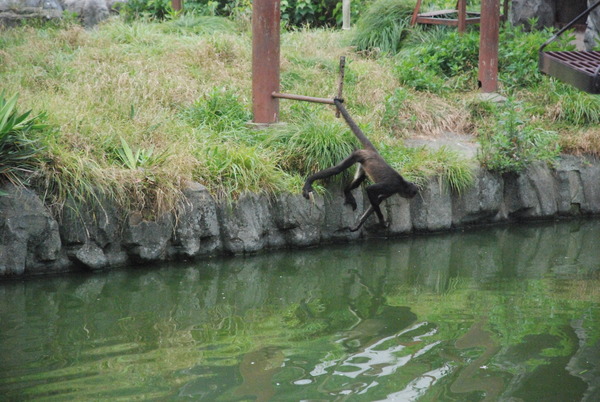 日本平動物園 (12)