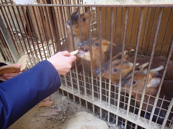 池田動物園 (18)