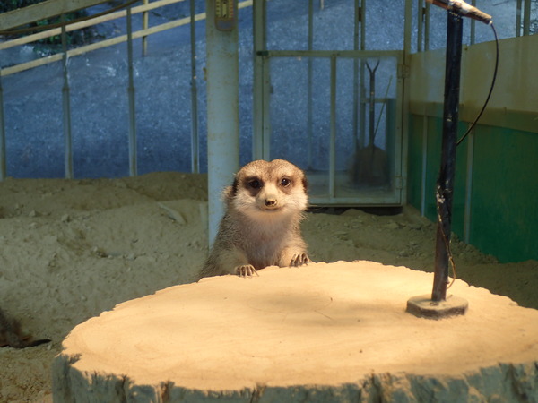 池田動物園 (16)