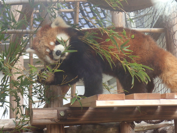 池田動物園 (12)