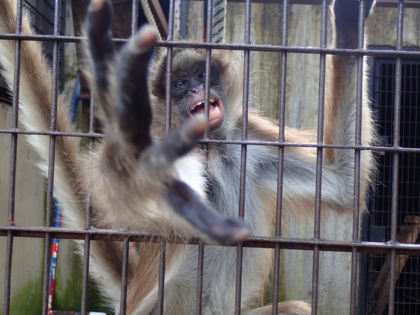 宇都宮動物園 (21)