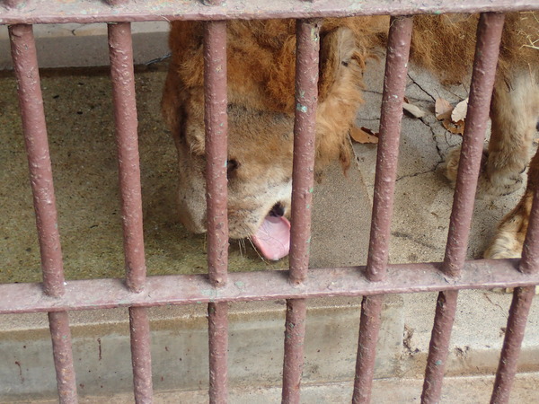 池田動物園 (9)