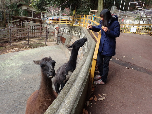 池田動物園 (11)