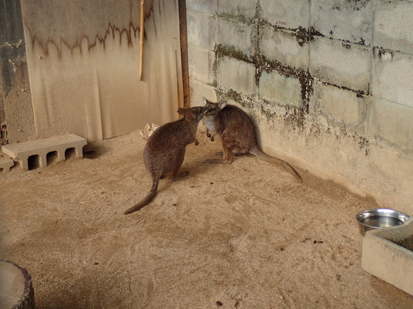 池田動物園 (23)