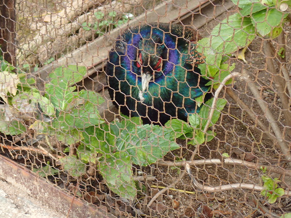 池田動物園 (21)