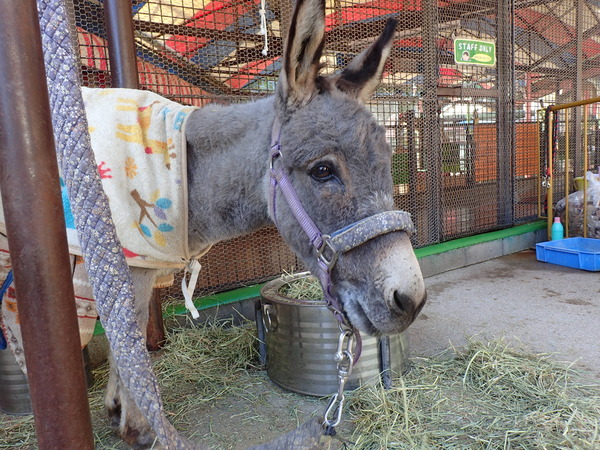 池田動物園 (1)