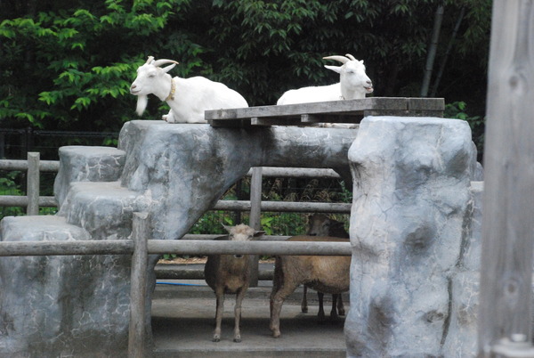 日本平動物園 (6)