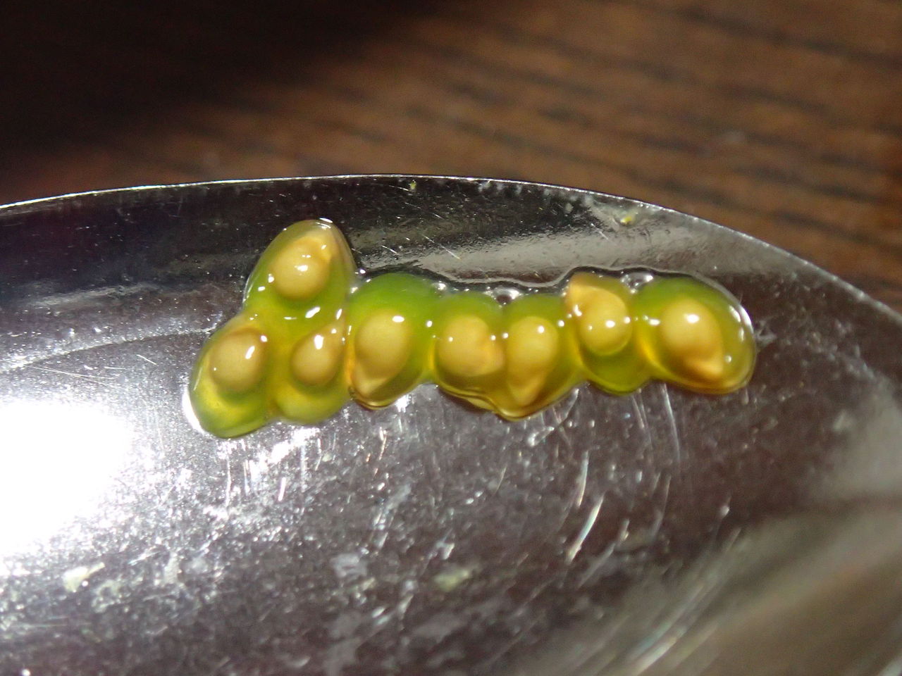 食べ蒔き スーパーで買ったトマトの種を蒔いてみる 伊豆で自然と暮らしたい