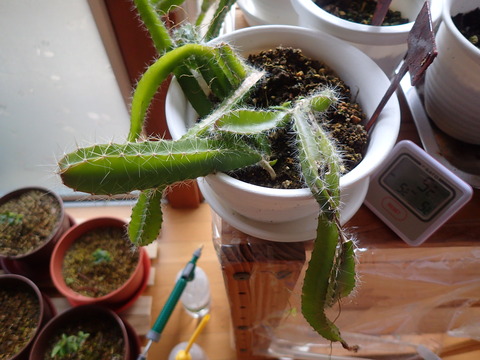 ドラゴンフルーツ (7)