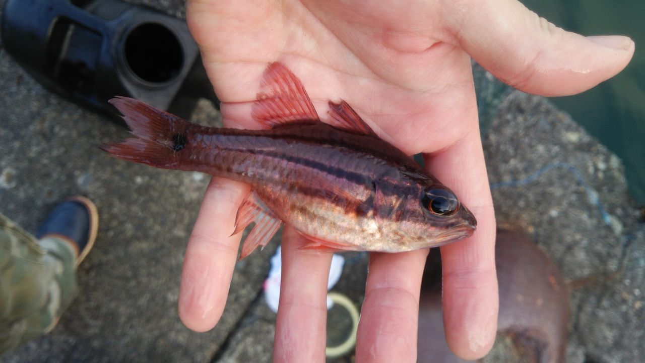 釣行記 沼津の好ポイント 静浦港 で釣りをしたら色々釣れた 伊豆で自然と暮らしたい